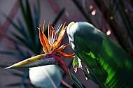 Strelitzia