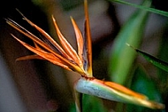 Strelitzia