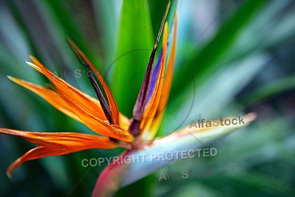 Strelitzia