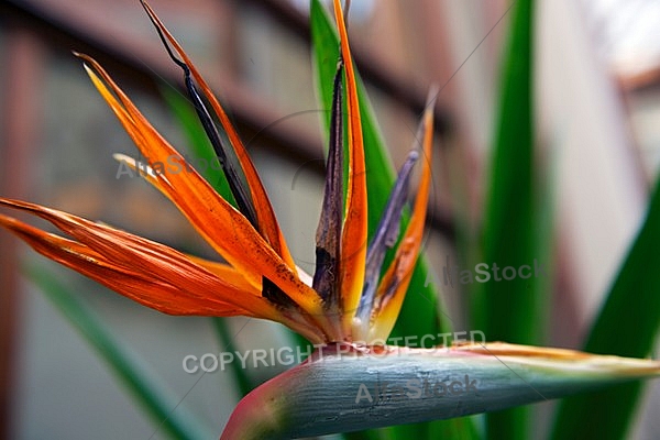 Strelitzia