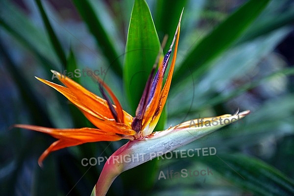 Strelitzia