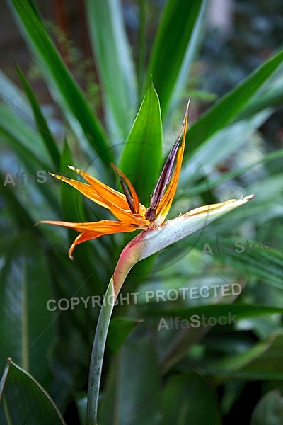 Strelitzia