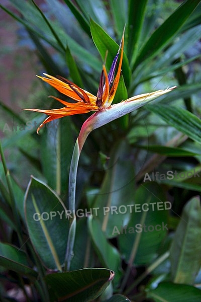 Strelitzia