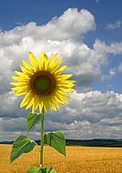 Sunflower field of wheat