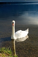 Swan