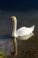 Swan