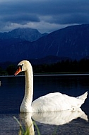 Swan