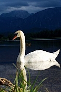 Swan