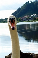 Swan