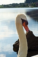 Swan