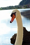 Swan