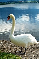 Swan