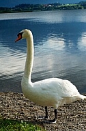 Swan