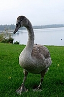 Swan