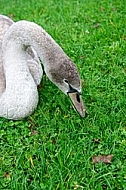 Swan