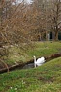 Swan