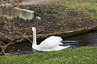 Swan