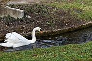 Swan