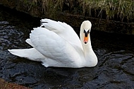 Swan