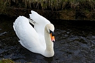 Swan