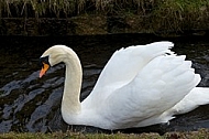 Swan