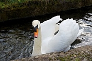 Swan