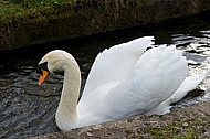 Swan