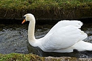 Swan