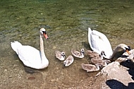 Swan, Lake Garda, Italy