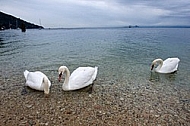 Swan, Lake Garda