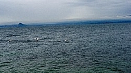 Swan, Lake Garda