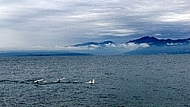 Swan, Lake Garda