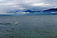 Swan, Lake Garda