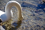 Swan, Lake Garda