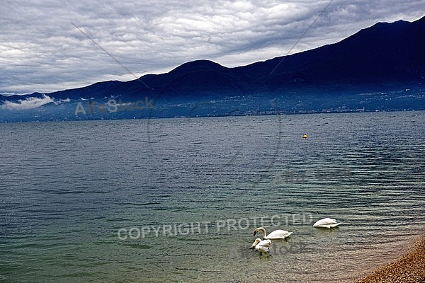 Swan, Lake Garda