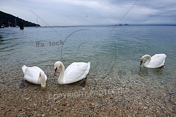 Swan, Lake Garda