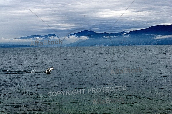 Swan, Lake Garda