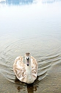 Swan, Lake Hopfensee