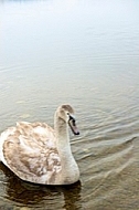 Swan, Lake Hopfensee