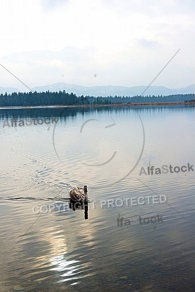 Swan, Lake Hopfensee