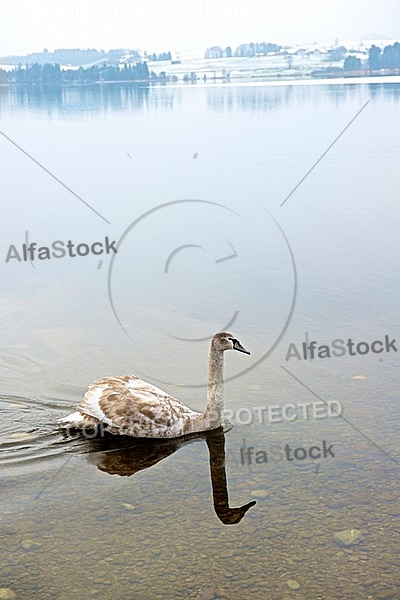 Swan, Lake Hopfensee