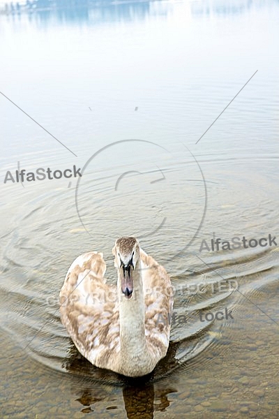 Swan, Lake Hopfensee