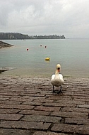 Swan on the Lake Constance in Germany