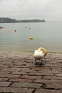 Swan on the Lake Constance in Germany