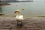 Swan on the Lake Constance in Germany