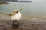 Swan on the Lake Constance in Germany