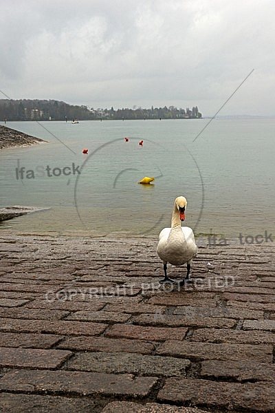 Swan on the Lake Constance in Germany