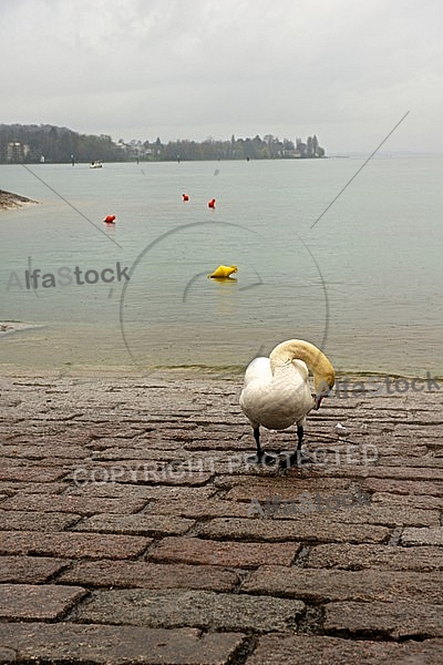 Swan on the Lake Constance in Germany