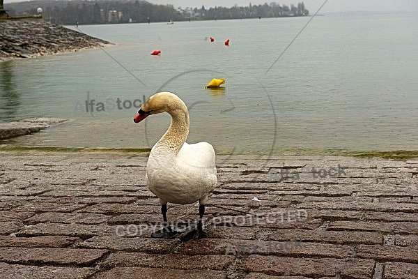 Swan on the Lake Constance in Germany