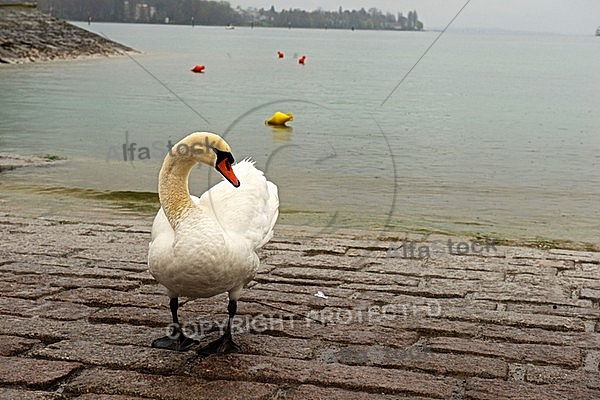 Swan on the Lake Constance in Germany